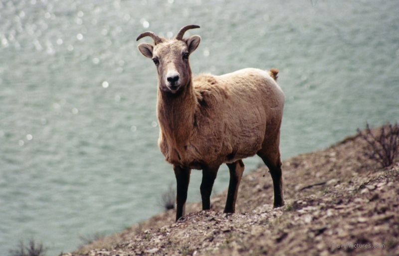 Jasper national park Bighorn sheep